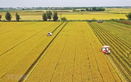 Đề xuất ngân sách nhà nước hỗ trợ 2 triệu đồng/ha/năm với đất chuyên trồng lúa