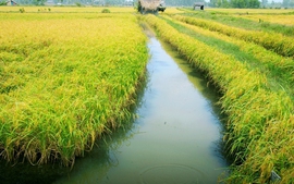 Điều kiện chuyển đổi cơ cấu cây trồng, vật nuôi trên đất trồng lúa