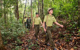Đề xuất sửa đổi, bổ sung quy định về Kiểm lâm và Lực lượng chuyên trách bảo vệ rừng