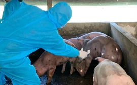 Thủ tướng Chính phủ chỉ đạo quyết liệt phòng, chống bệnh Dịch tả lợn Châu Phi