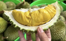 Thêm 960 mã số vùng trồng, cơ sở đóng gói sầu riêng được xuất khẩu sang Trung Quốc