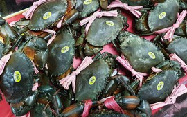 Cà Mau đặt mục tiêu trở thành trung tâm nuôi cua lớn nhất cả nước, tạo nền tảng tăng trưởng hai con số