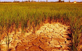 Thủ tướng chỉ đạo chủ động ứng phó xâm nhập mặn và hạn hán, cháy rừng