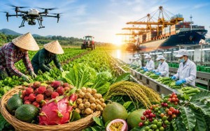 Điều kiện lựa chọn dự án phát triển sản xuất liên kết theo chuỗi giá trị
