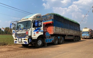 Thủ tướng chỉ đạo tháo gỡ vướng mắc trong triển khai Nghị định 46/2026/NĐ-CP về thi hành Luật An toàn thực phẩm