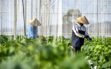 Ban hành Chuẩn chương trình đào tạo lĩnh vực Sản xuất và chế biến