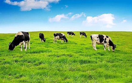 TOÀN VĂN: Quyết định số 309/QĐ-TTg phê duyệt Chiến lược phát triển ngành sữa giai đoạn đến năm 2030 - 2045