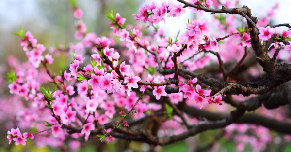 DỰ BÁO THỜI TIẾT TẾT NGUYÊN ĐÁN GIÁP THÌN NĂM 2024