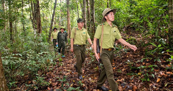 Đề xuất sửa đổi quy định về Kiểm lâm và Lực lượng chuyên trách bảo vệ rừng